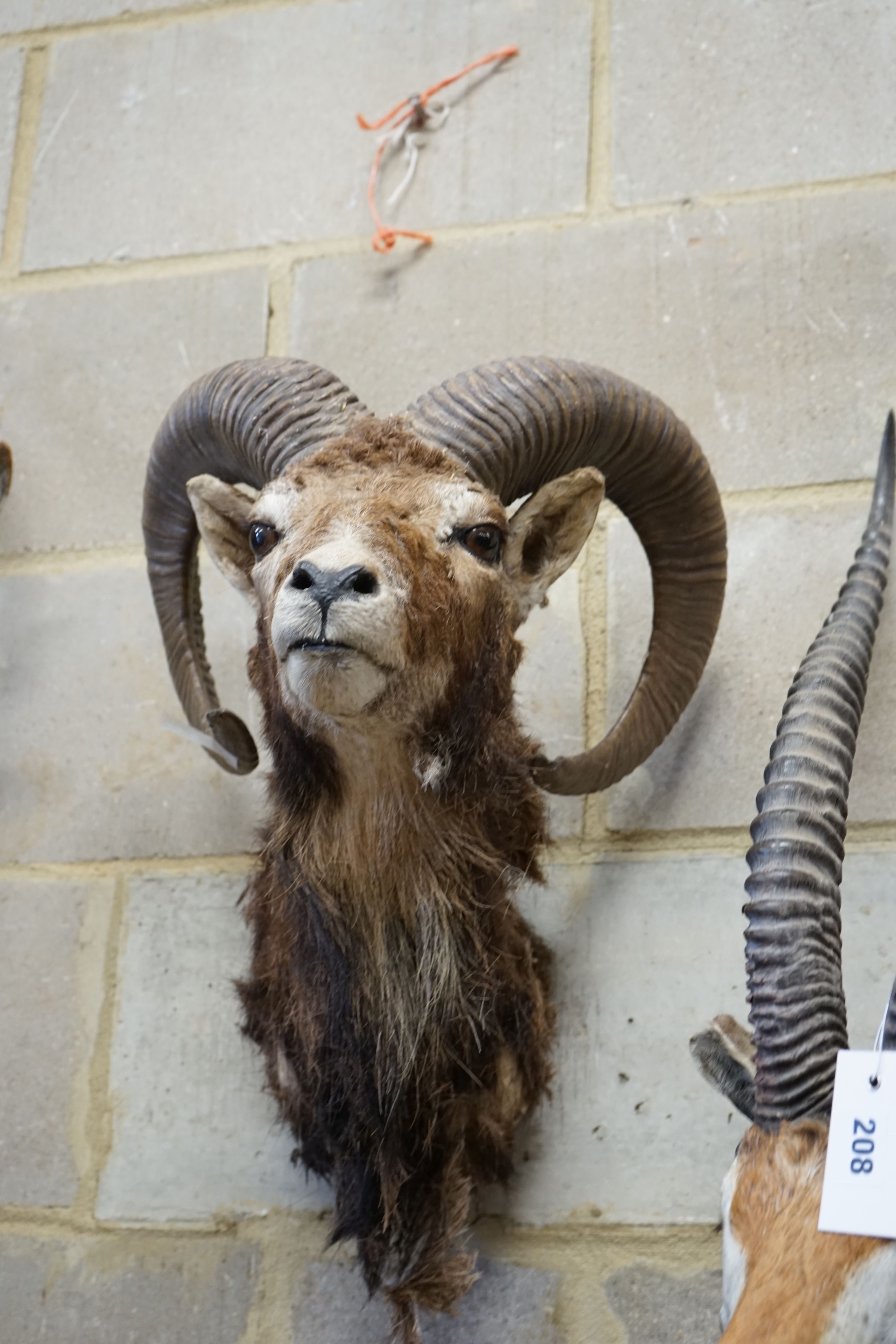 A mounted taxidermy goat’s mask, approximately 53 cm high